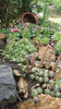 sempervivum mix