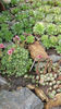 sempervivum mix