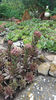 sempervivum mix