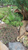 sempervivum mix