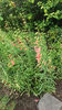 penstemon pink