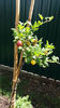 Ribes uva crispa (agris)