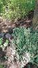 sedum rupestre