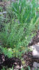 hyssopus officinale (isop)