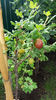 Ribes uva crispa (agris)