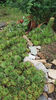 sempervivum mix
