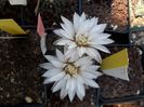 Gymnocalycium sp