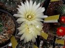 Gymnocalycium Schatzlianum