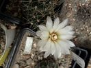 Gymnocalycium sp