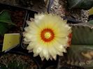 Astrophytum asterias