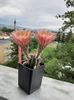 Echinopsis TS 9