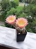 Echinopsis TS 9