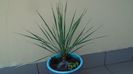 Yucca rostrata