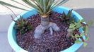 Yucca rostrata