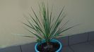Yucca rostrata