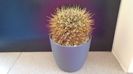 Notocactus (Parodia) buiningii