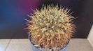 Notocactus (Parodia) buiningii