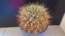Notocactus (Parodia) buiningii