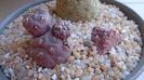Tephrocactus geometricus