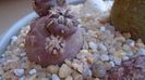 Tephrocactus geometricus