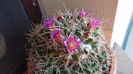 Mammillaria compressa