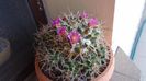 Mammillaria compressa