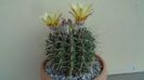 Notocactus mammulosus (Parodia mammulosa)