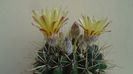 Notocactus mammulosus (Parodia mammulosa)