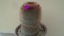 Mammillaria spinosissima