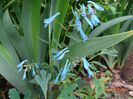 corydalis Blue Heron