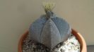 Astrophytum coahuilense