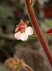 Gloxinia Erinoides