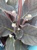 Gloxinia Erinoides