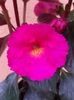BriD’s Pink Lili