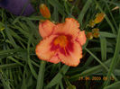 strawbery candy-10