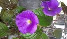 5- .Pulcherimma