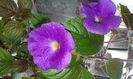 5- Pulcherimma
