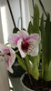 miltoniopsis "Benito que eternity"