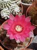 Gymnocalycium baldianum