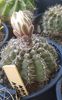Gymnocalycium quehlianum