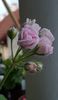 Millfield Rose