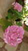 Mosaic pink