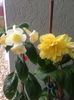 13.06.2020-Begonia+MM’s Andul