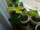 Philodendron Violin Gold 150 lei