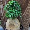 Adenia metamorpha