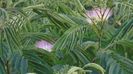 Albizia julibrissin