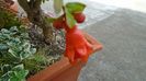 Rodiu (Punica granatum), flori