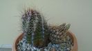 Thelocactus bicolor ssp. pottsii