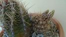 Thelocactus bicolor ssp. pottsii