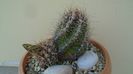Thelocactus bicolor ssp. pottsii